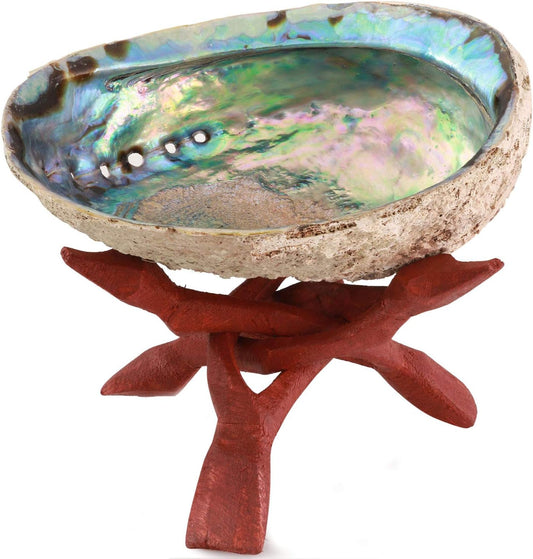 Ocean Shell Studios 5- 6 Inches Premium Natural Abalone (Pāua) Shell for Smudging, Cleansing Home, Meditation, Shell Crafts,Incense Holder, Home Décor, 100% Natural, Sustainable.